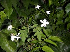 Jasminum grandiflorum