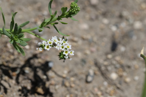iNaturalist observation photo of Heliotrope Fairy Bee