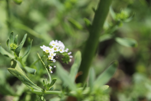 iNaturalist observation photo of Arizona Small carpenter