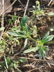 Viola arvensis
