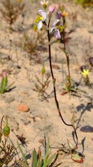 Disa flexuosa