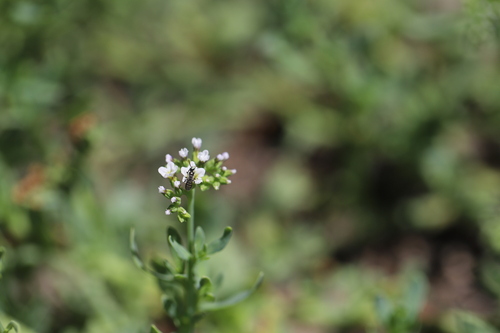 iNaturalist observation photo of Heliotrope Fairy Bee