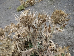Cirsium macrocephalum