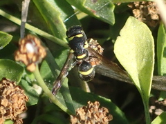 Parancistrocerus declivatus