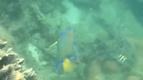 Queen angelfish
