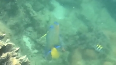 Queen angelfish