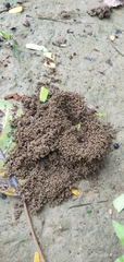 Arthropoda