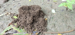 Arthropoda