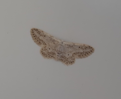 Idaea calunetaria