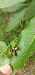 Arthropoda