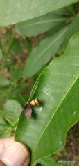 Arthropoda
