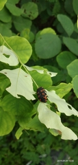 Coleoptera