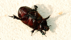 Cheiroplatys latipes