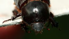 Cheiroplatys latipes