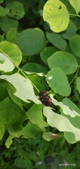 Coleoptera