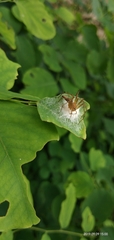 Oxyopidae