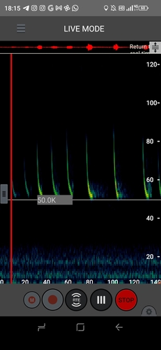 Pipistrellus javanicus observed 2025-05-19