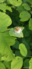Oxyopidae