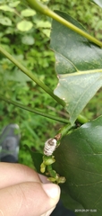 Insecta