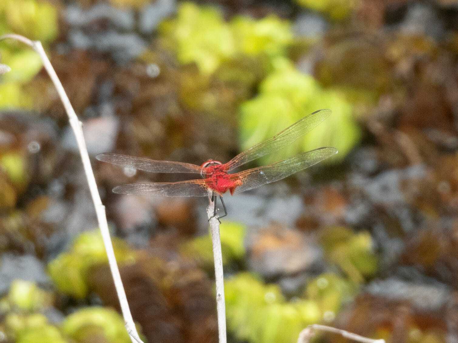 Greater Crimson Glider