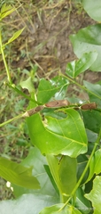 Pentatomomorpha