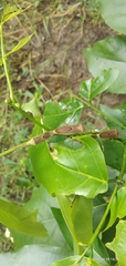 Pentatomomorpha