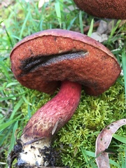Boletus barragensis