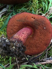Boletus barragensis