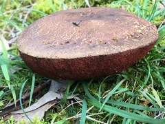 Boletus barragensis