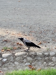 Corvus cornix