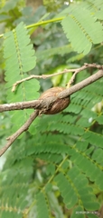 Insecta