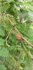 Insecta