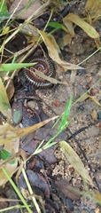 Arthropoda