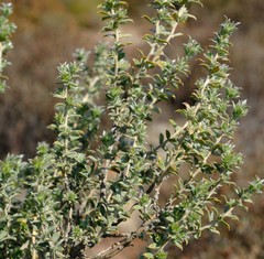 Aspalathus polycephala