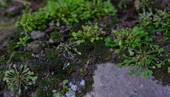 Crassula dentata