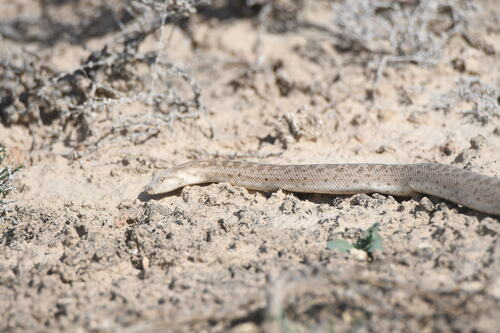 Desert Sand Boa