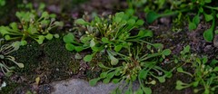 Crassula dentata