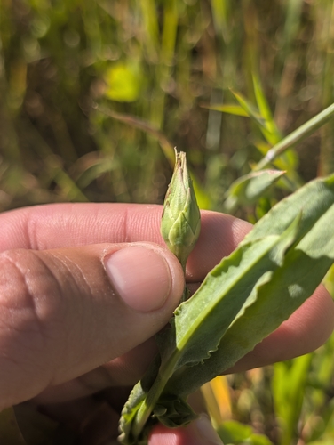 Microseris laciniata, photograph 6