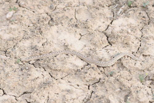 Desert Sand Boa
