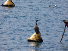 Phalacrocorax varius hypoleucos