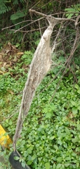Araneae