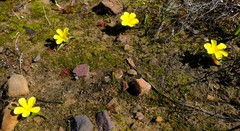 Moraea galaxia