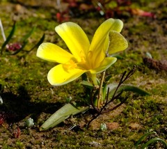 Moraea galaxia