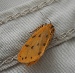 Setina irrorella