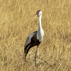 Bugeranus carunculatus