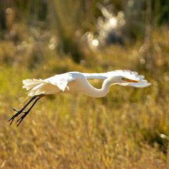 Ardea intermedia brachyrhyncha
