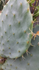 Opuntia tunoidea