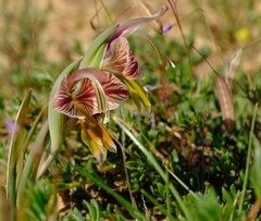 Gladiolus watermeyeri