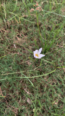 Zephyranthes chlorosolen