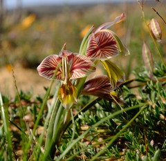 Gladiolus watermeyeri